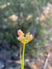 Xanthosia atkinsoniana