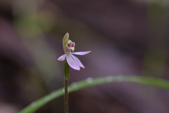 Caladenia variegata