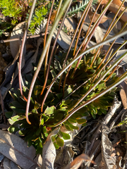 Xanthosia atkinsoniana