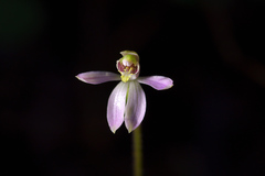Caladenia variegata