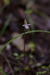 Caladenia variegata