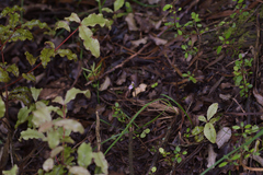 Caladenia variegata