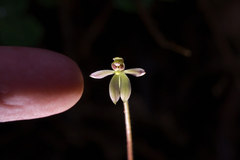 Caladenia variegata