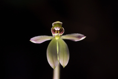 Caladenia variegata
