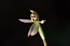 Caladenia variegata