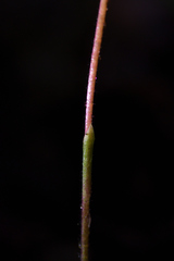 Caladenia variegata
