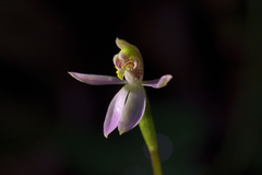 Caladenia variegata