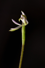Caladenia variegata