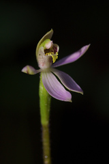 Caladenia variegata