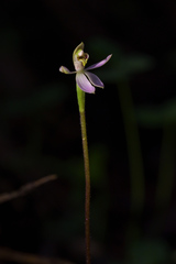 Caladenia variegata