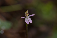 Caladenia variegata