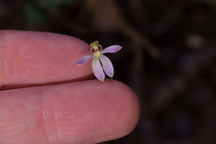 Caladenia variegata