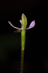 Caladenia variegata
