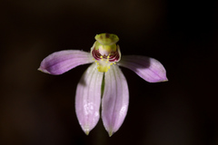 Caladenia variegata