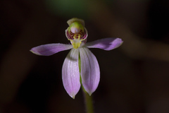 Caladenia variegata