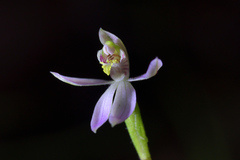 Caladenia variegata