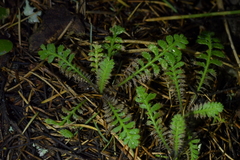 Leptinella squalida