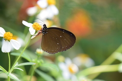 Euploea tulliolus ledereri