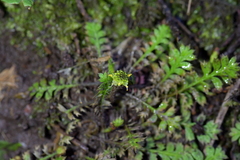 Leptinella squalida