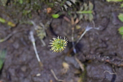 Leptinella squalida