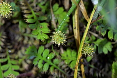 Leptinella squalida