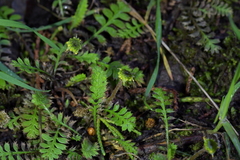 Leptinella squalida
