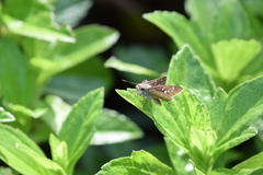 Pelopidas mathias mathias