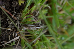 Orocrambus corruptus