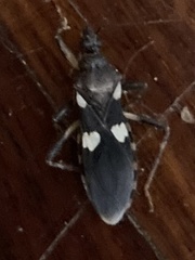 Varus flavoannulatus
