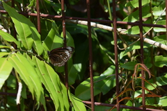 Euploea crameri bremeri