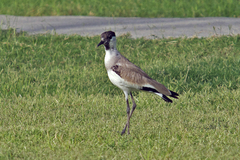 Vanellus duvaucelii