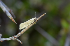 Tingena chloradelpha