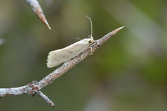 Tingena chloradelpha