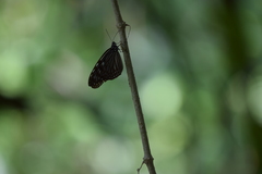 Ideopsis vulgaris macrina