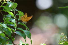 Phalanta phalantha phalantha