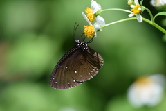 Euploea tulliolus ledereri