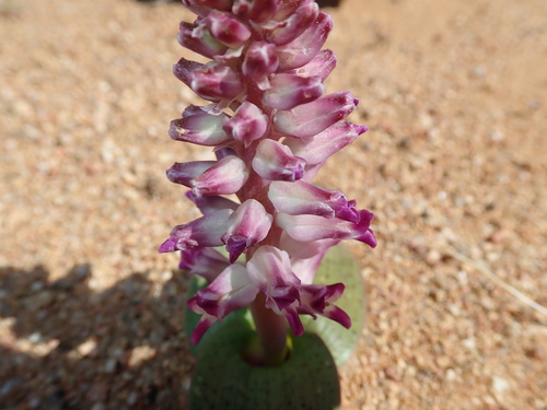 Image of Lachenalia carnosa by no rights reserved