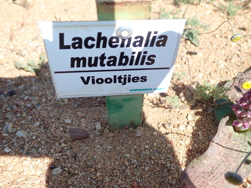 Image of Lachenalia carnosa by no rights reserved