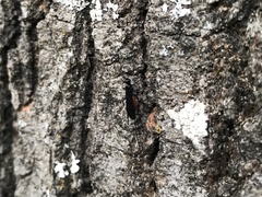 Atanycolus cappaerti