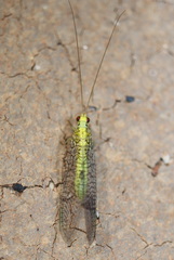 Italochrysa insignis