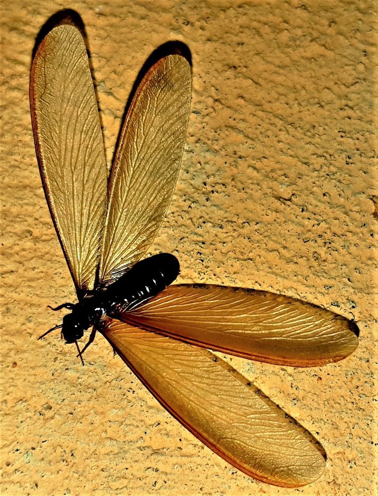 Macrotermes natalensis