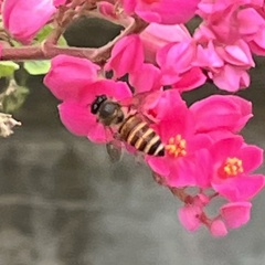 Apis cerana