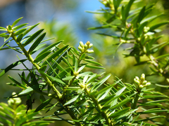 Podocarpus nubigenus