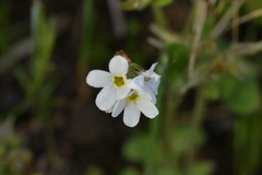 Myosotis lytteltonensis