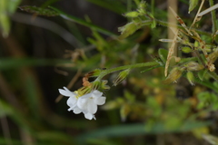 Myosotis lytteltonensis