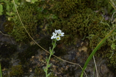 Myosotis lytteltonensis