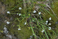 Myosotis lytteltonensis