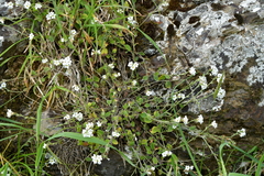 Myosotis lytteltonensis