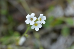 Myosotis lytteltonensis