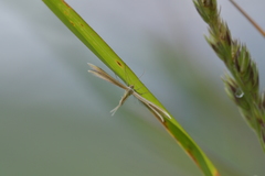 Pterophorus innotatalis